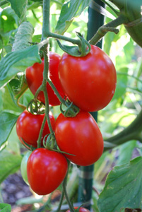 番茄品种 - 'enchanthant'2