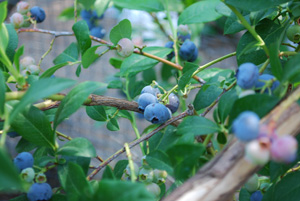 北高布什蓝莓'伯克利'1