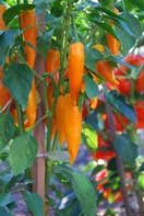 种植辣椒 - '布尔加利亚胡萝卜'1