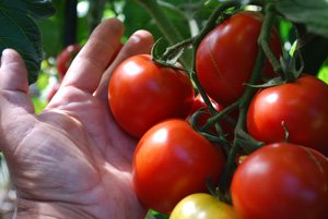 番茄品种 - “闻簇”