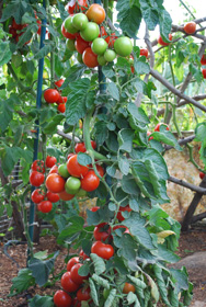 种植西红柿“意大利祖父风格”。沿木桩中的脂肪簇中的水果套装